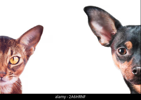 Stilvolle Hund und Katze Porträts auf, Hintergrund, Platz für Text isoliert, Abessinier Katze und Spielzeug terryer Nahaufnahme Stockfoto