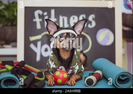 Zug-Konzept. Tranned athletischer Hund Übungen in der Turnhalle. Fitness und Sport Motivation Stockfoto