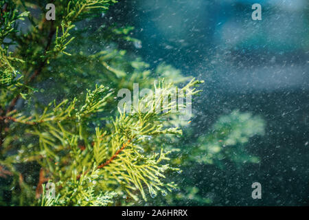 Regentropfen hängen am Baum Zweig in der wunderschönen Wald. Stockfoto