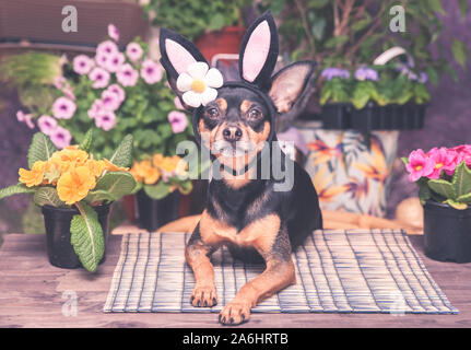 Thema Ostern und Frühling, der Hund in der Tracht der Osterhase, in einen Hut und Schal von Blumen umgeben Stockfoto