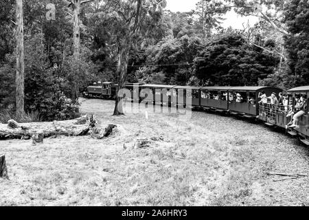 Melbourne, Australien - 7. Januar 2009: Dampfeisenbahn 'Puffing Billy', mit Passagieren. Historische Schmalspurbahn in den Dandenong Ranges in der Nähe von Melbourne. Stockfoto