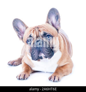 Hund, schöne Französische Bulldogge, Redhead, isolierte perfekt auf weißem Hintergrund. Hoher Standard der Rasse. Hund steht Stockfoto