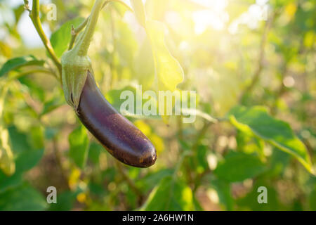 Aubergine reif zur Ernte bereit auf Ihren Stamm an einem sonnigen Tag. Stockfoto