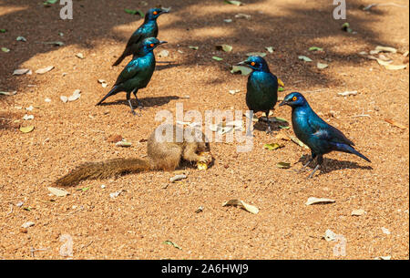 Eichhörnchen (Sciurus vulgaris) mit schwarzen Vögel, Südafrika Stockfoto