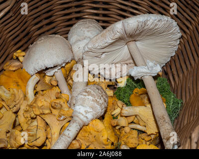 Parasal gesammelt und Eierschwammerl in einem Korb Stockfoto