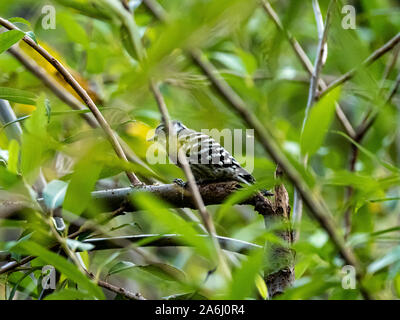 Eine japanische pygmy Specht, Yungipicus kizuki, versteckt unter den Pinsel in einem japanischen Feuchtgebiet, Fütterung auf Fehler. Stockfoto