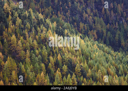 Gelb und Orange gefärbten Lärchen Wald im Herbst. Stockfoto