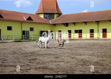 Lipizzaner Stute und Fohlen, die in Corral Stockfoto