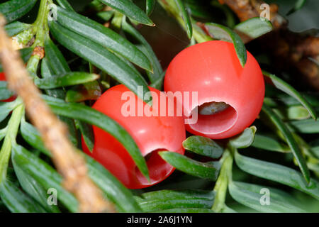 Gemeinsame Eibe - Taxus Whipplei zwei rote Beeren Stockfoto