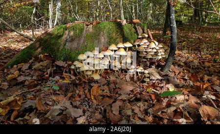 Kleine Pilze wachsen im Wald auf einem Baumstumpf Stockfoto