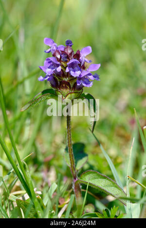 Gemeinsame Selfheal - prunella vulgaris Grünland wilde Blume Stockfoto