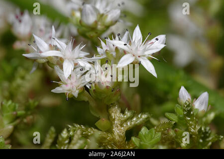 Weiße Fetthenne - Sedum album Kleine Rock Blume Stockfoto