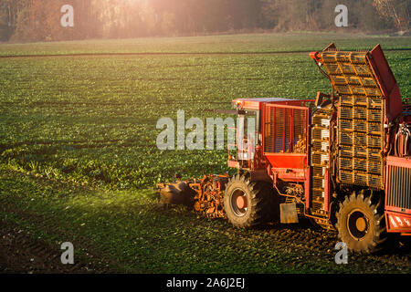 Landwirtschaftliches Fahrzeug Ernte von Zuckerrüben Stockfoto