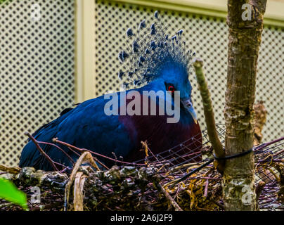 Nahaufnahme einer Victoria gekrönt Taube sitzt in seinem Nest, vogel Zucht, bunte Taube aus Neuguinea Stockfoto