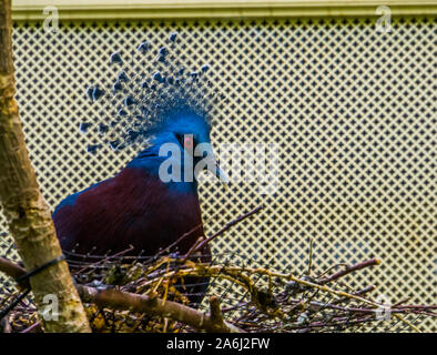 Victoria gekrönt pigeonn sitzen in sein Nest in Nahaufnahme, schöne und bunte Taube von Neuguinea, in der Nähe der bedrohten Tierart Stockfoto