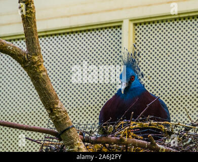 Victoria gekrönt Taube sitzt in seinem Nest, vogel Zucht, bunte Taube aus Neuguinea Stockfoto