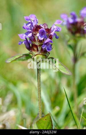 Gemeinsame Selfheal - prunella vulgaris Grünland wilde Blume Stockfoto