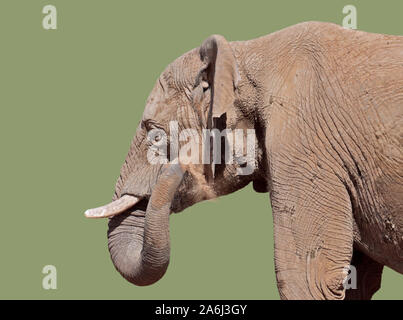 Asiatischer Elefant (elephas maximus) sand Baden Stockfoto