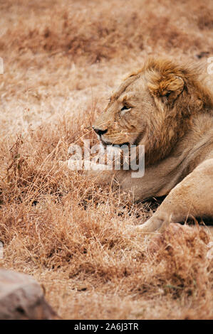 Schönen erwachsenen männlichen Löwen liegen auf Golden gras Feld in Ngorongoro, Serengeti Savanna consevation Wald in Tansania - African Safari Wildlife wat Stockfoto