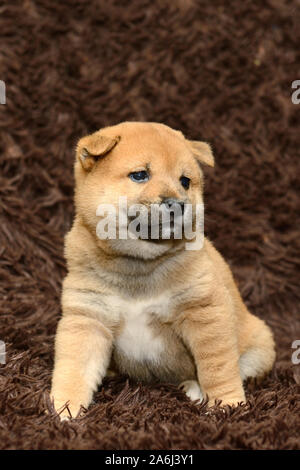 Shiba Inu Welpen auf braunem Hintergrund Stockfoto
