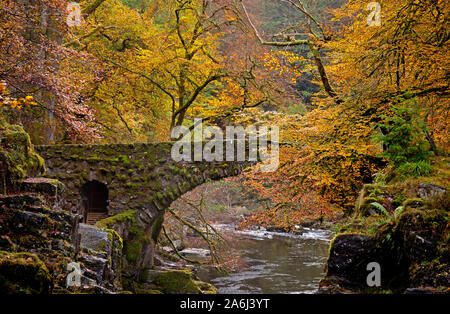 Eremitage, Wald und Fluss Craigvinean Braan im Herbst, Dunkeld, Perth und Kinross, Schottland, Großbritannien Stockfoto