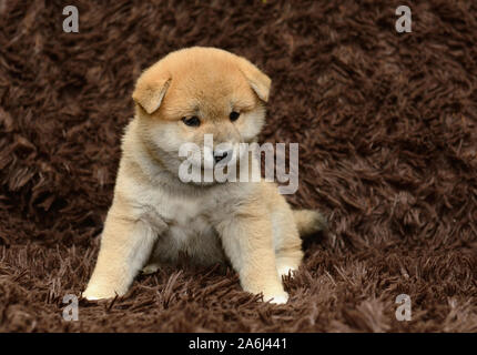 Shiba Inu Welpen auf braunem Hintergrund Stockfoto