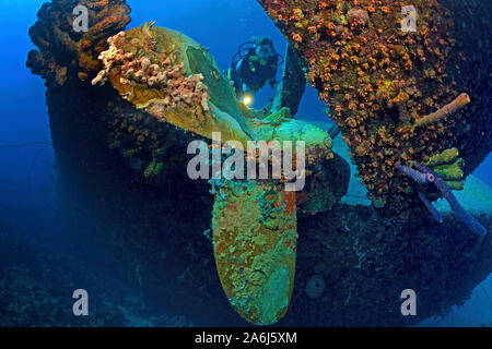 Taucher am Propeller der überwucherten Schiffswrack' Hilma Hooker, Bonaire, Niederländische Antillen Stockfoto