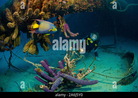 Scuba Diver am überwachsen Schiffswrack' Hilma Hooker", Queen Angelfish (holacanthus Ciliaris), Bonaire, Niederländische Antillen Stockfoto