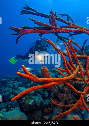 Scuba Diver ina Caribbean Coral Reef, verstreut pore Seil Schwamm (Aplysina fulva), Bonaire, Niederländische Antillen Stockfoto