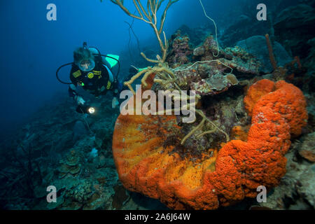 Scuba Diver in einem Elephant ear Schwamm (Agelas clathrodes), Bonaire, Niederländische Antillen Stockfoto