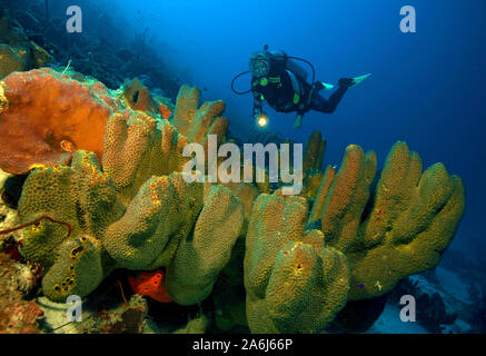 Reef Szene, Scuba Diver an einer Verzweigung Rohr Schwamm (Pseudoceratina crassa, synonym, Aiolochroia crassa), Bonaire, Niederländische Antillen Stockfoto