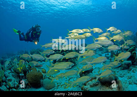 Scuba Diver und Smallmouth Grunzen (Haemulon chrysargyreum), in einem karibischen Korallenriffs, Bonaire, Niederländische Antillen Stockfoto