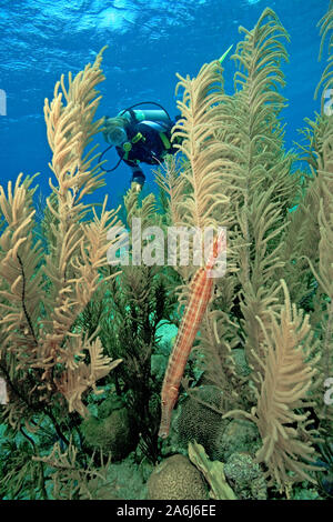 Scuba Diver entdecken Sie eine West Atlantik Trompetenfisch (Aulostomus maculatus) versteckt sich auf karibische Meer plumes (Pseudopterogorgia Acerosa), Bonaire Stockfoto