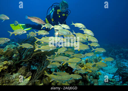 Scuba Diver und Smallmouth Grunzen (Haemulon chrysargyreum), in einem karibischen Korallenriffs, Bonaire, Niederländische Antillen Stockfoto