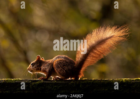 Ein rotes Eichhörnchen Grünfutter für Lebensmittel vor der Winter im Widdale Eichhörnchen finden in North Yorkshire, Großbritannien Eichhörnchen Bevölkerung sinkt. Stockfoto