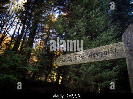 Ein Schild in der Widdale Eichhörnchen finden in North Yorkshire, Großbritannien Eichhörnchen Bevölkerung sinkt. Stockfoto