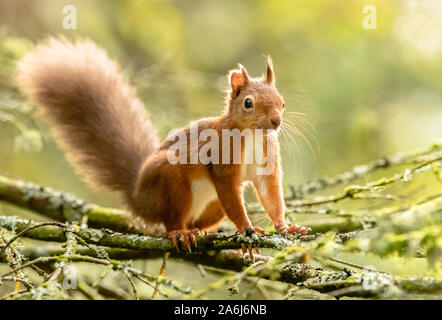 Ein rotes Eichhörnchen Grünfutter für Lebensmittel vor der Winter im Widdale Eichhörnchen finden in North Yorkshire, Großbritannien Eichhörnchen Bevölkerung sinkt. Stockfoto