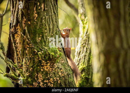 Ein rotes Eichhörnchen Grünfutter für Lebensmittel vor der Winter im Widdale Eichhörnchen finden in North Yorkshire, Großbritannien Eichhörnchen Bevölkerung sinkt. Stockfoto