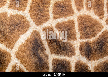 Nahaufnahme der netzartigen Muster von der Haut eines Masai Giraffe. Stockfoto