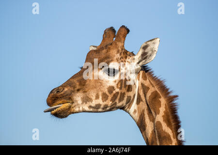 Rothschild Giraffe, Giraffa Camelopardalis victoriae, mit herausgestreckter Zunge. Kopf und Hals Anzeigen gegen den blauen Himmel Hintergrund. Stockfoto