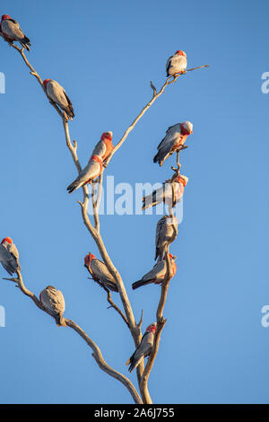 Herde Galahs (Eolophus roseicapilla) in einem toten Baum im Outback von Queensland, Australien gehockt Stockfoto