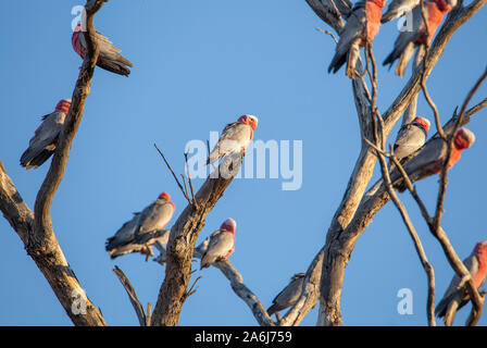 Rosakakadu (Eolophus Roseicapilla) Stockfoto