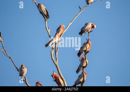 Herde Galahs (Eolophus roseicapilla) in einem toten Baum im Outback von Queensland, Australien gehockt Stockfoto