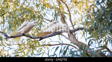 Little Corella (cacatua Sanguinea) in River Red Gums im Outback NSW, Australien gehockt Stockfoto