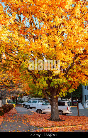 Salem, Oregon - Oktober 27, 2019: Szene von Oregon State Capitol State Park im Herbst Saison Stockfoto