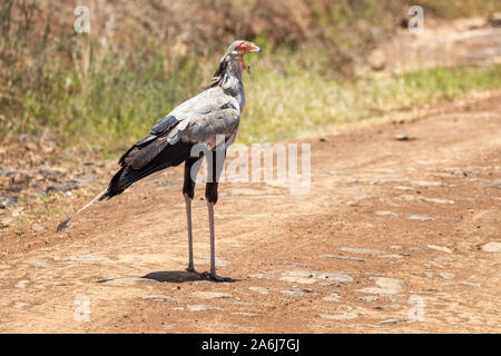 Eine Sekretärin Vogel, Sagittarius serpentarius, Überqueren einer Straße in Nairobi National Park, Kenia. Stockfoto