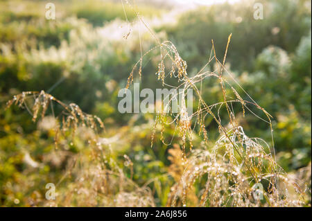 Tautropfen auf dem Gras, Morgentau und Sunrise Stockfoto