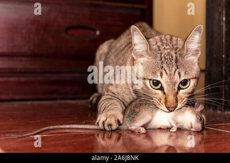 Eine rothaarige Katze Jagd eine Maus. Hauskatze, die kleine Nagetier Ratte im Haus. Close up Ginger cat Fang einer Maus. Stockfoto