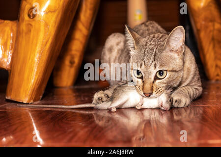 Eine rothaarige Katze Jagd eine Maus. Hauskatze, die kleine Nagetier Ratte im Haus. Close up Ginger cat Fang einer Maus. Stockfoto