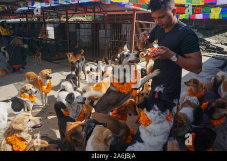 Kathmandu, Nepal. 27 Okt, 2019. Ein Mann bietet Nahrung für Hunde mit Kranz um den Hals während des Festivals. Kukur Tihar oder Kukur Puja bedeutet wörtlich die Anbetung der Hunde. Dies ist ein Mini-Festival innerhalb eines größeren Hindu Feier von Diwali, das Festival der Lichter. Nach nepalesischer Tradition, einer der festlichen Tage ist ausschließlich für die meisten gewidmet der menschlichen Freund und Wächter gewidmet. In der hinduistischen Religion, ein Hund ist ein heiliges Tier, die eine besondere Bindung an einen Menschen zu haben, um uns auf unserem Weg in den Himmel zu begleiten. Credit: SOPA Images Limited/Alamy leben Nachrichten Stockfoto